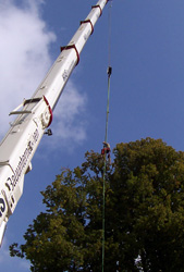 Baumsanierung Bauer